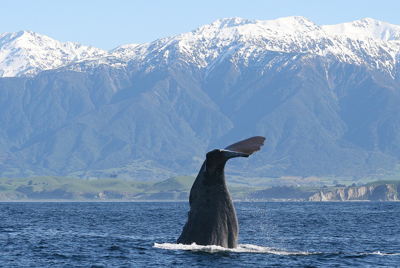 Whale & Dolphin Watch